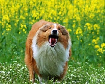 怎样清洁狗狗的全身?